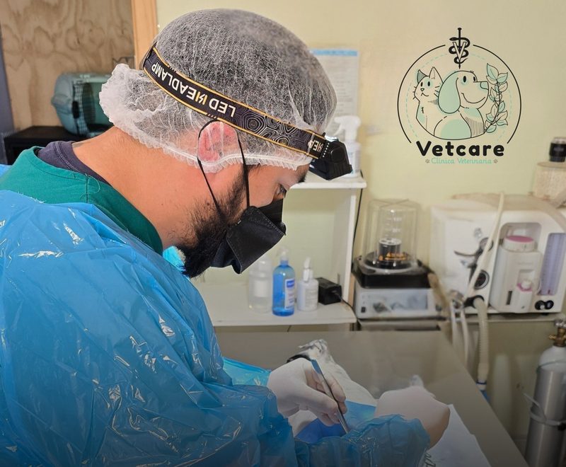 Cirugía en el pabellón de Vetcare