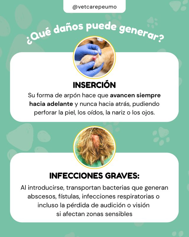 Pieza: ¿Qué daños puede generar una espiga?