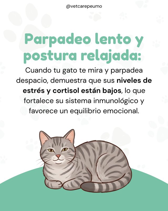 Pieza: 5 señales de que tu michi es feliz y sano